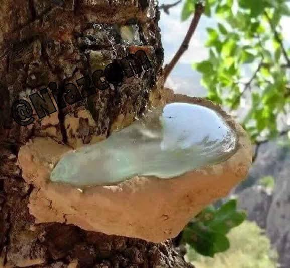 سقز بنه (صمغ طبیعی)